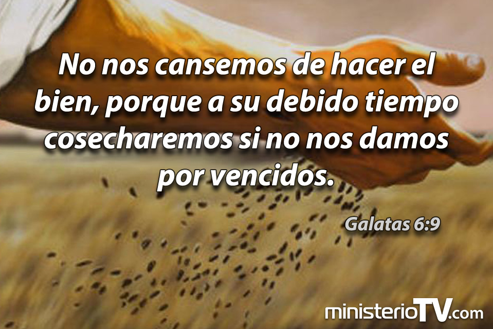 no nos cansemos de hacer el bien